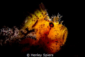 What does a fish who swallowed a candle look like? by Henley Spiers 